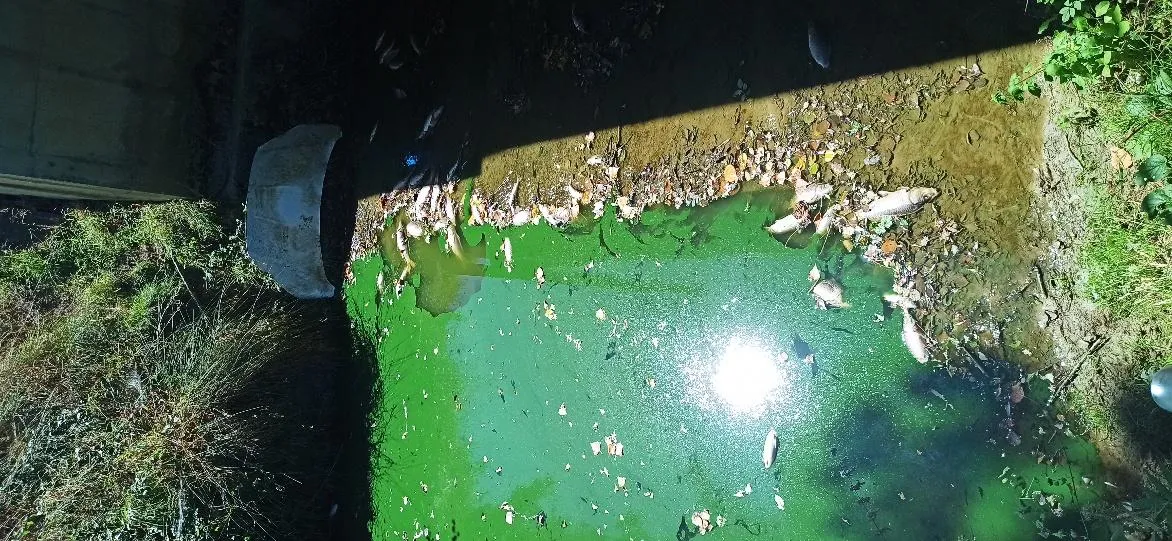 Sortie d'une buse dans une eau d'un vert vif, avec des poissons morts à la surface.