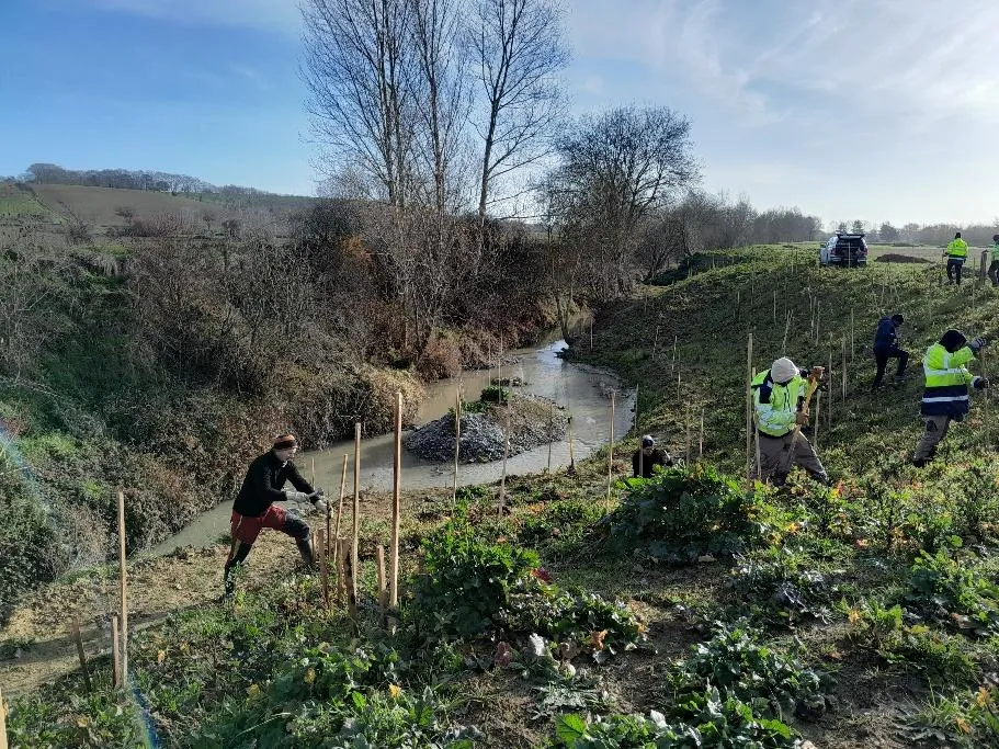Des agents plantent des arbres sur les berges retravaillées de la Saune.